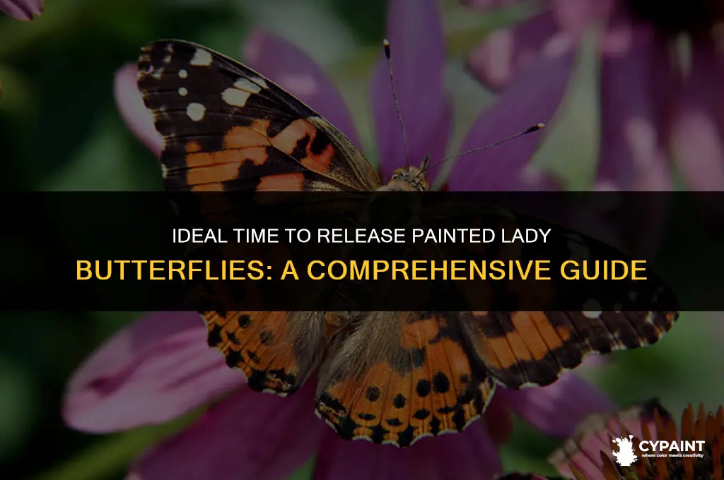 when can i release my painted lady butterflies