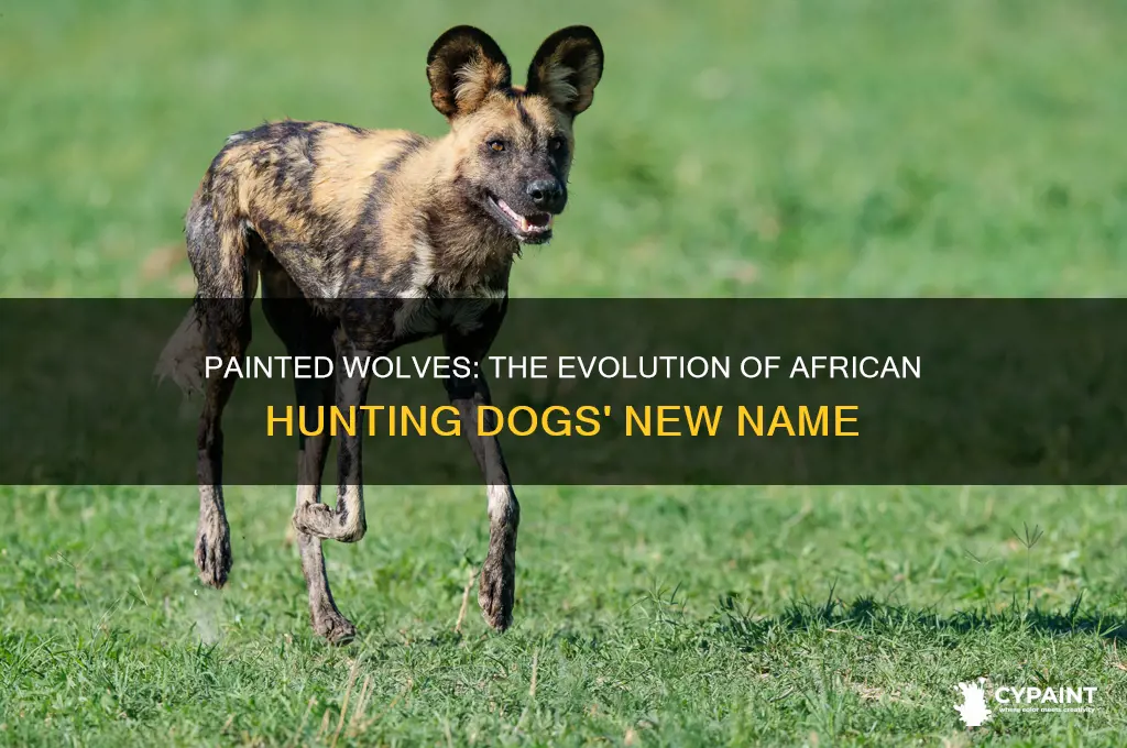 when did african hunting dogs become painted wolves