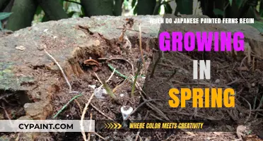 Japanese Painted Ferns: Spring Growth and Care