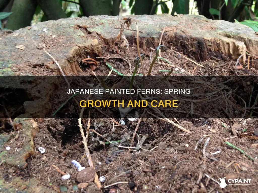 when do japanese painted ferns begin growing in spring