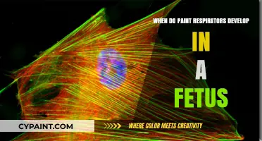 Fetal Development of Paint Respirators: Timing and Factors Explained