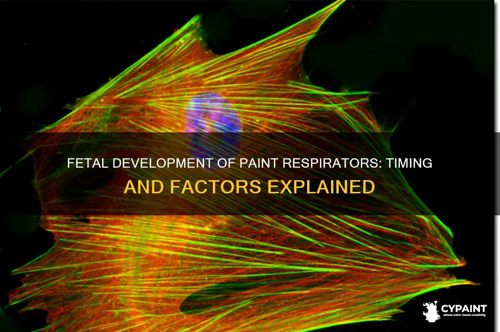 when do paint respirators develop in a fetus