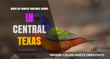 Painted Buntings' Arrival in Central Texas: Seasonal Migration Guide