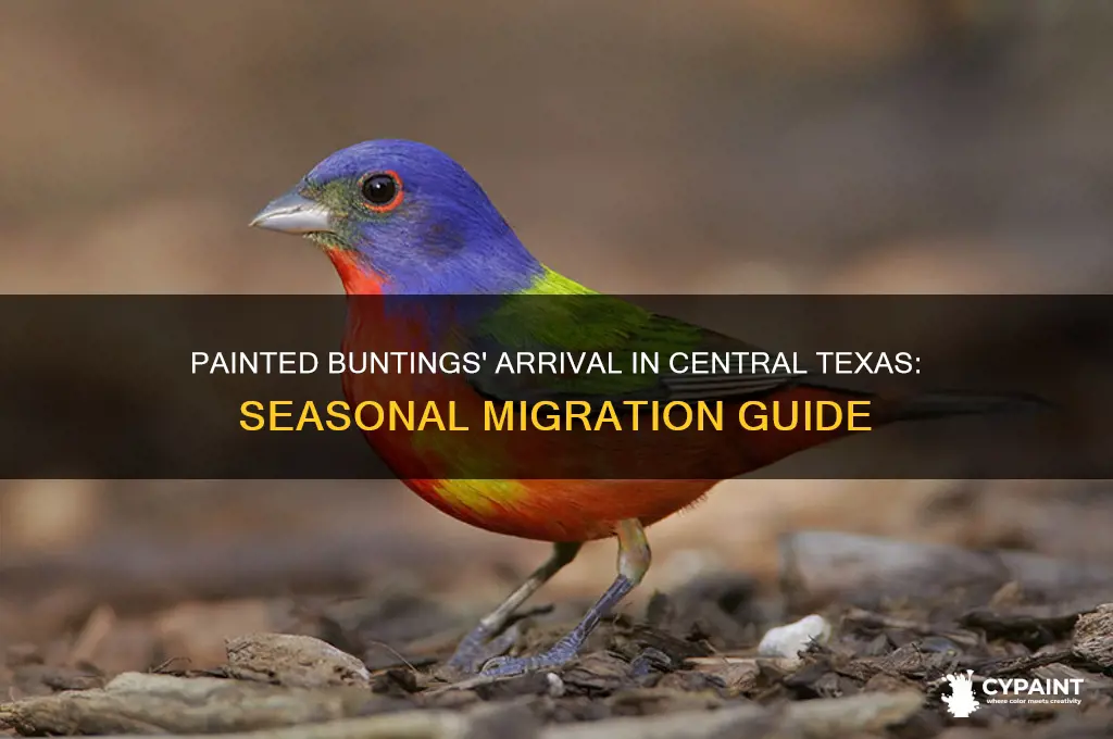 when do painted buntings arrive in central texas