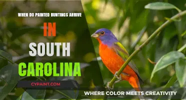 Painted Buntings' South Carolina Arrival: Timing and Migration Patterns