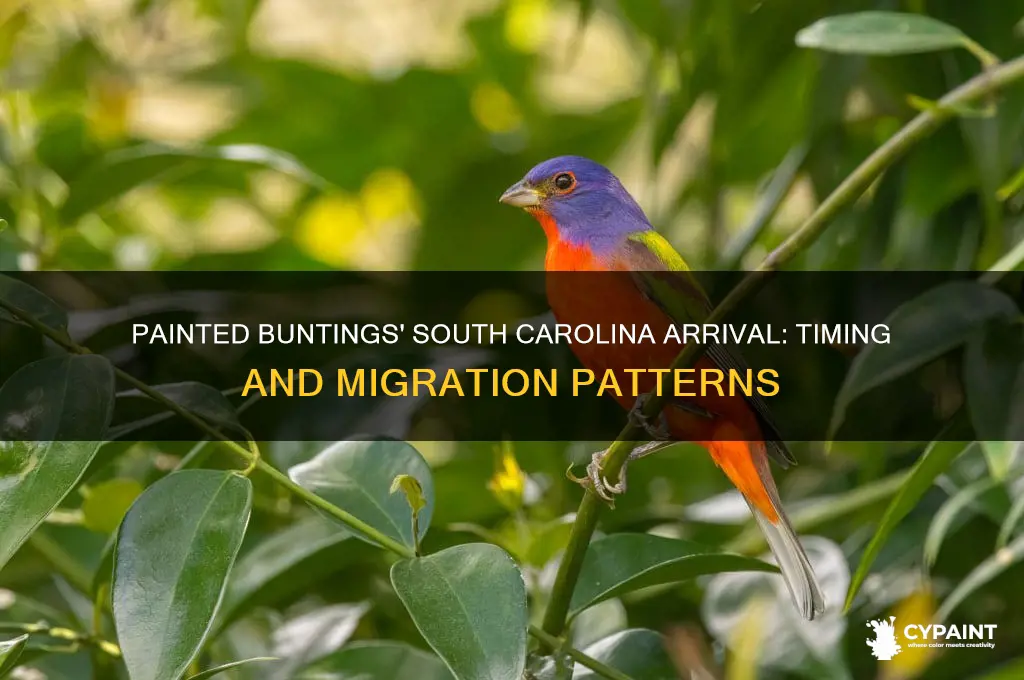 when do painted buntings arrive in south carolina