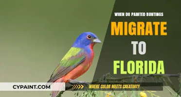 Painted Buntings' Florida Migration: Timing and Seasonal Patterns Explained