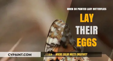 Painted Lady Butterflies: Egg-Laying Timing and Habitat Preferences