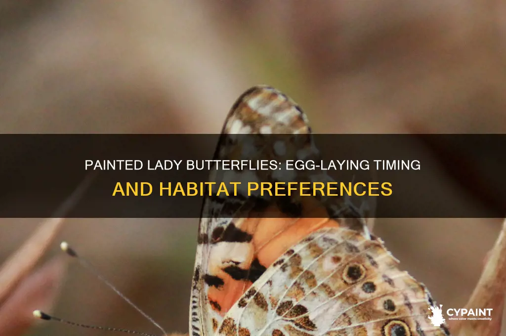 when do painted lady butterflies lay their eggs