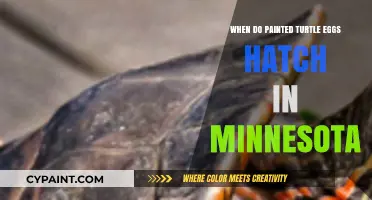 Minnesota Painted Turtle Eggs Hatching Timeline: When to Expect New Arrivals
