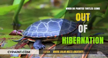 When Do Painted Turtles Emerge from Hibernation: A Seasonal Guide
