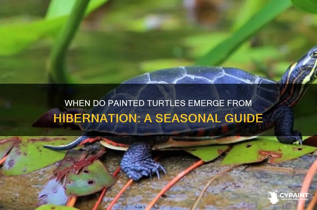 when do painted turtles come out of hibernation
