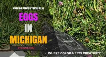 Michigan's Painted Turtles: Egg-Laying Season and Timing Explained
