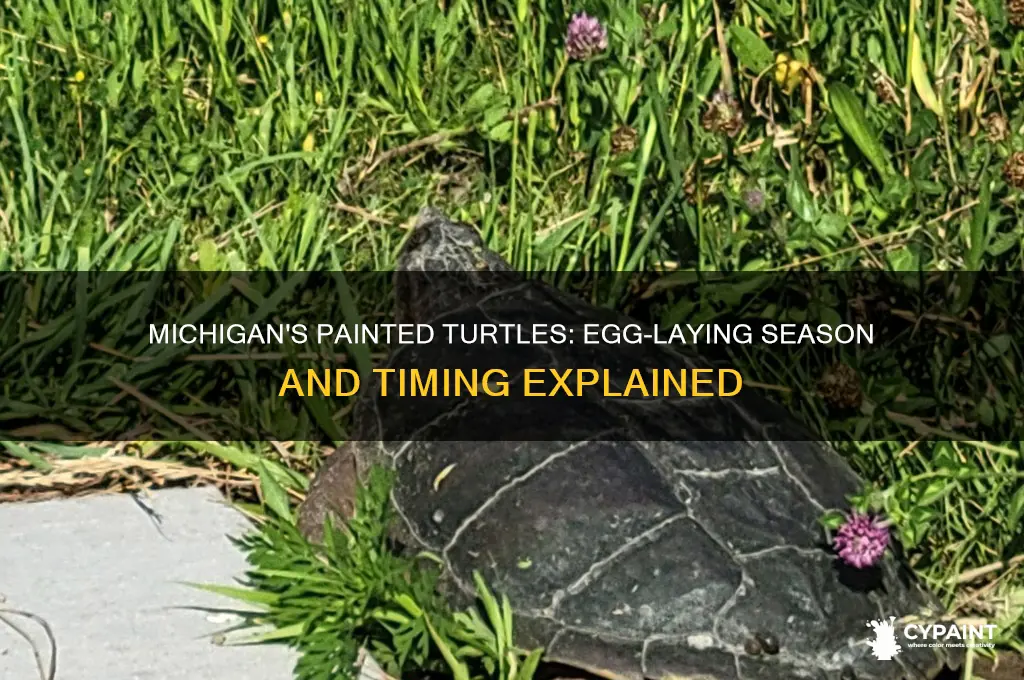 when do painted turtles lay eggs in michigan