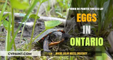 Painted Turtles' Egg-Laying Season in Ontario: Timing and Insights