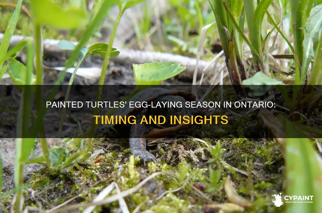 when do painted turtles lay eggs in ontario