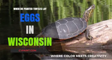 Wisconsin's Painted Turtles: Egg-Laying Season and Timing Explained