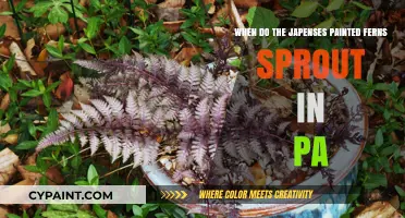 Japanese Painted Ferns: When Do They Sprout in PA?