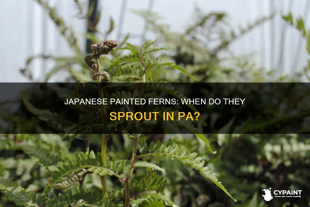 when do the japenses painted ferns sprout in pa