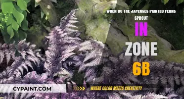 Zone 6b Gardening: When Do Japanese Painted Ferns Sprout?