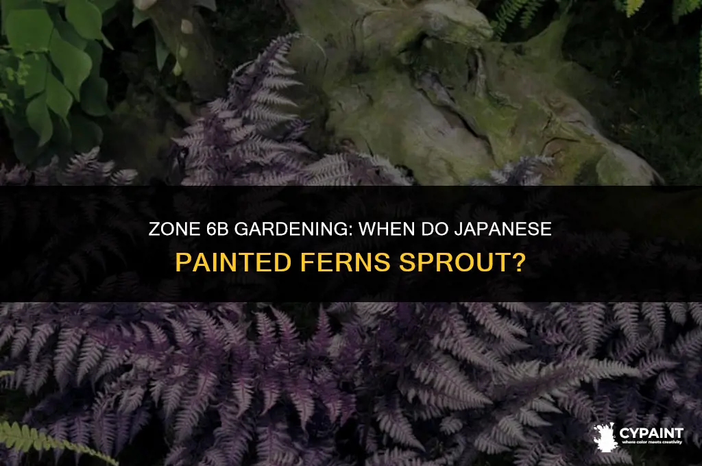 when do the japenses painted ferns sprout in zone 6b