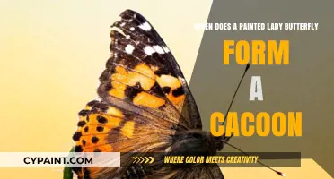 Painted Lady Butterflies: From Larva to Pupa