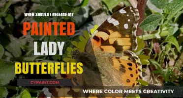 Perfect Timing: Releasing Painted Lady Butterflies for a Successful Flight