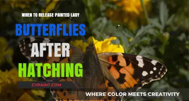 Perfect Timing: Releasing Painted Lady Butterflies Post-Hatching Guide
