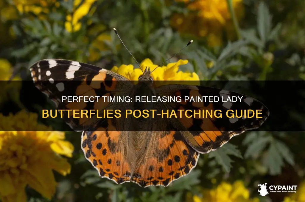 when to release painted lady butterflies after hatching