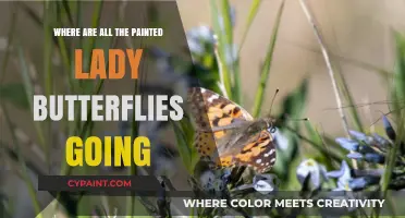 The Great Migration Mystery: Tracking Painted Lady Butterflies' Journey