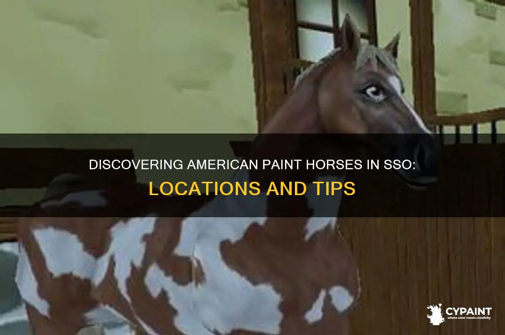 where are the american paint horses in sso