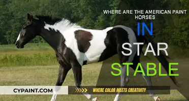 Discover American Paint Horses in Star Stable