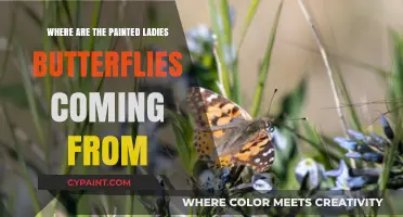 Mysterious Origins: Tracing the Journey of Painted Ladies Butterflies