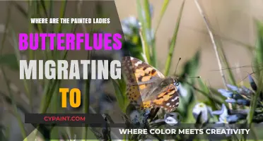 Painted Ladies' Migration Mystery: Unveiling Their Winter Destinations