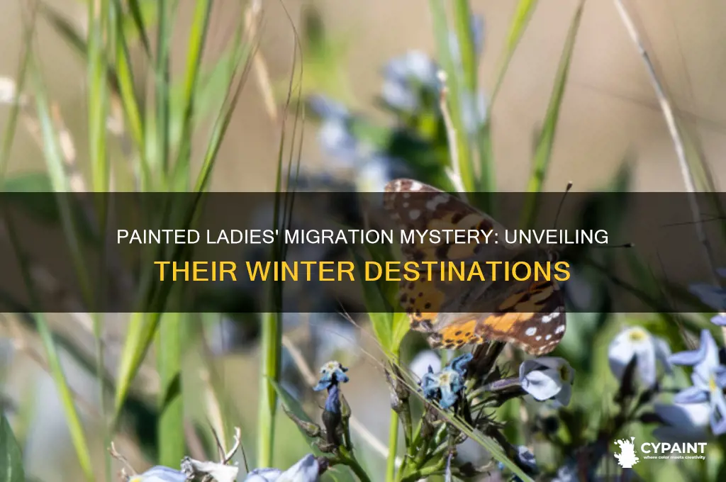 where are the painted ladies butterflues migrating to