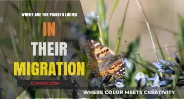Tracking the Painted Ladies: Unraveling Their Seasonal Migration Patterns