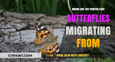 Painted Lady Butterflies: Unraveling Their Mysterious Migration Origins