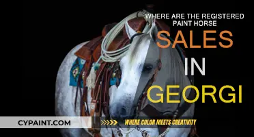 Georgia Paint Horse Sales: A Guide to Registered Events
