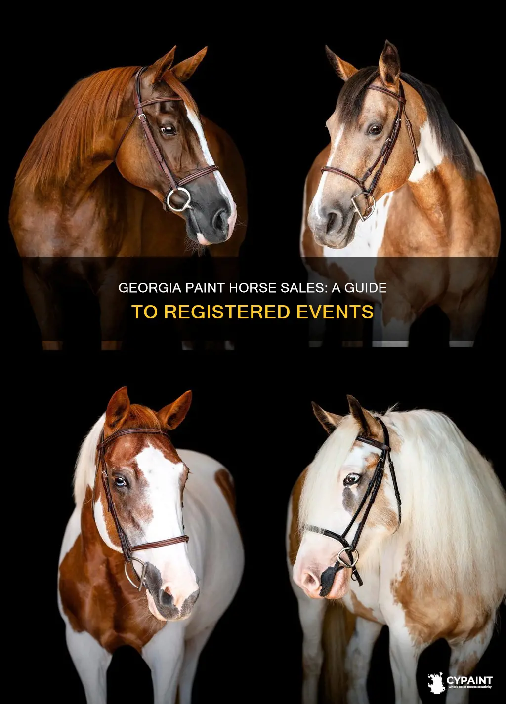 where are the registered paint horse sales in georgia
