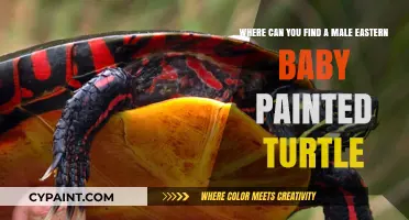 Discovering the Elusive Male Eastern Painted Turtle: A Guide