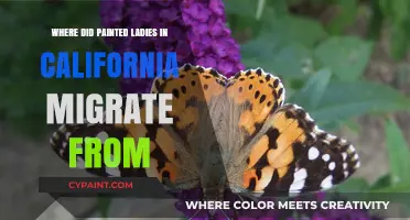 The Journey of California's Painted Ladies: Unraveling Their Migration Origins