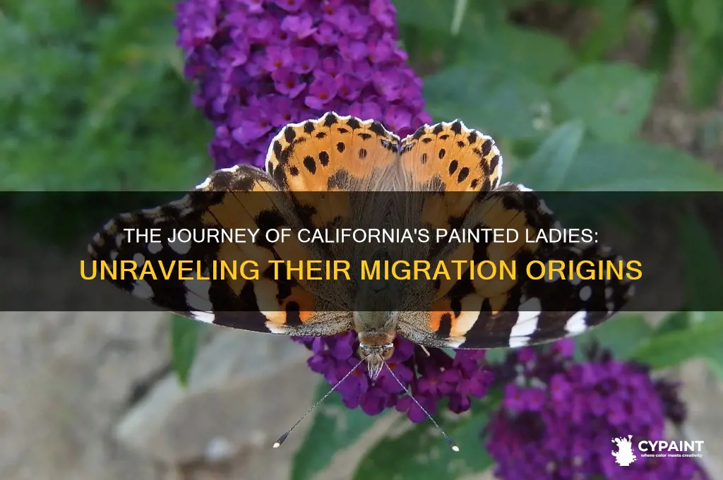 where did painted ladies in california migrate from