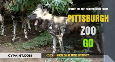 Pittsburgh Zoo's Painted Dogs: Their Mysterious Disappearance Explained
