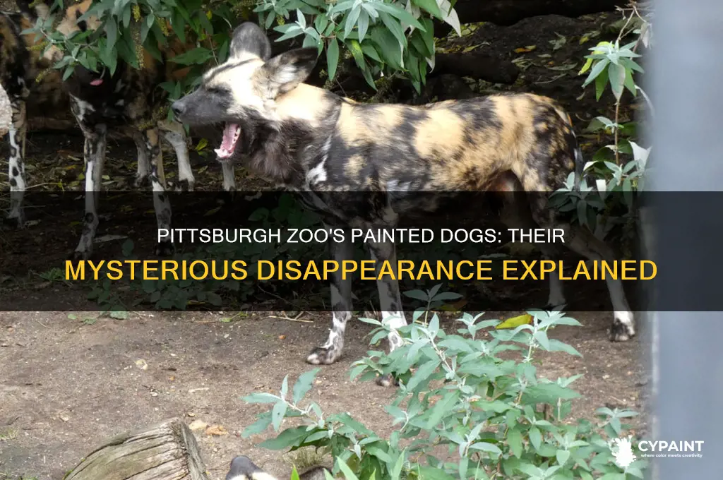 where did the painted dogs from pittsburgh zoo go