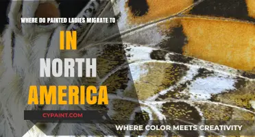 Painted Ladies' North American Migration: Destinations and Routes Explained
