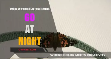 Painted Lady Butterflies' Nighttime Secrets: Where Do They Rest?