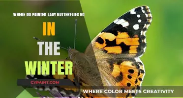 Winter Mystery: The Painted Lady Butterfly's Seasonal Disappearance Explained