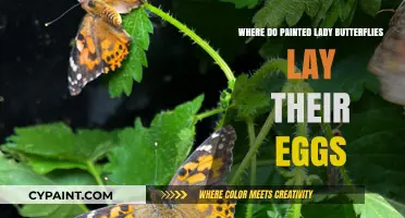Where Painted Lady Butterflies Lay Eggs: Host Plants and Habitat Secrets