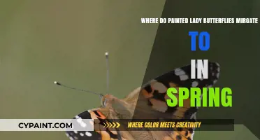 Spring Migration Secrets: Where Painted Lady Butterflies Journey Annually