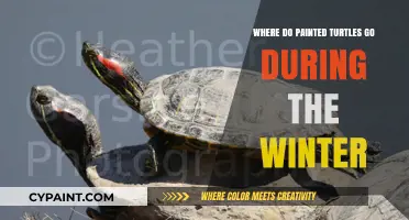 Winter Hideouts: Where Painted Turtles Disappear During Cold Months